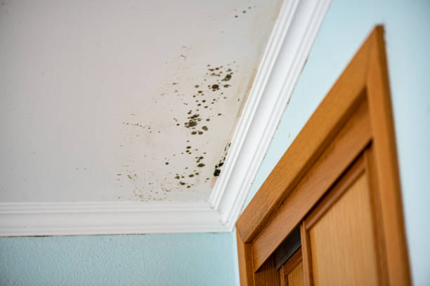 Best DIY Mold Remediation in New Martinsville, WV